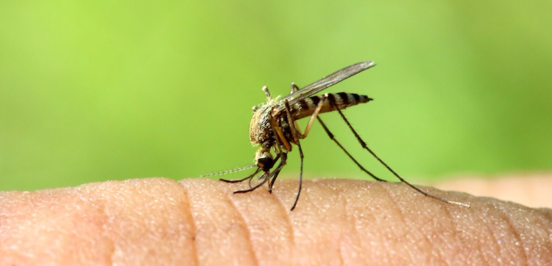 mosquito spraying chesapeake virginia