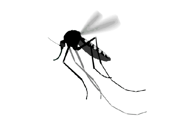 zika mosquitoes in hampton roads