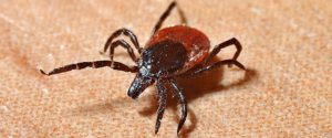 tick control