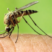 Mosquito treatment northshore Massachusetts